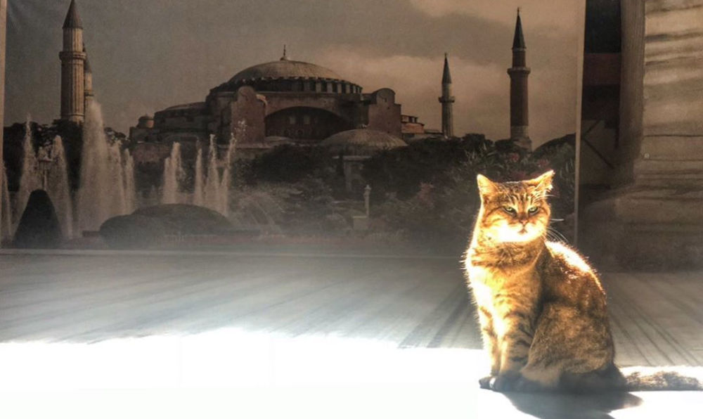gata-agia-sofia-konstantinoupoli
